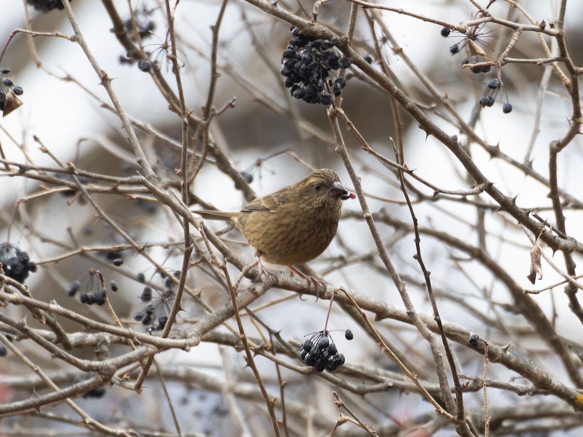Dark-rumped Rosefinch - ML647280660