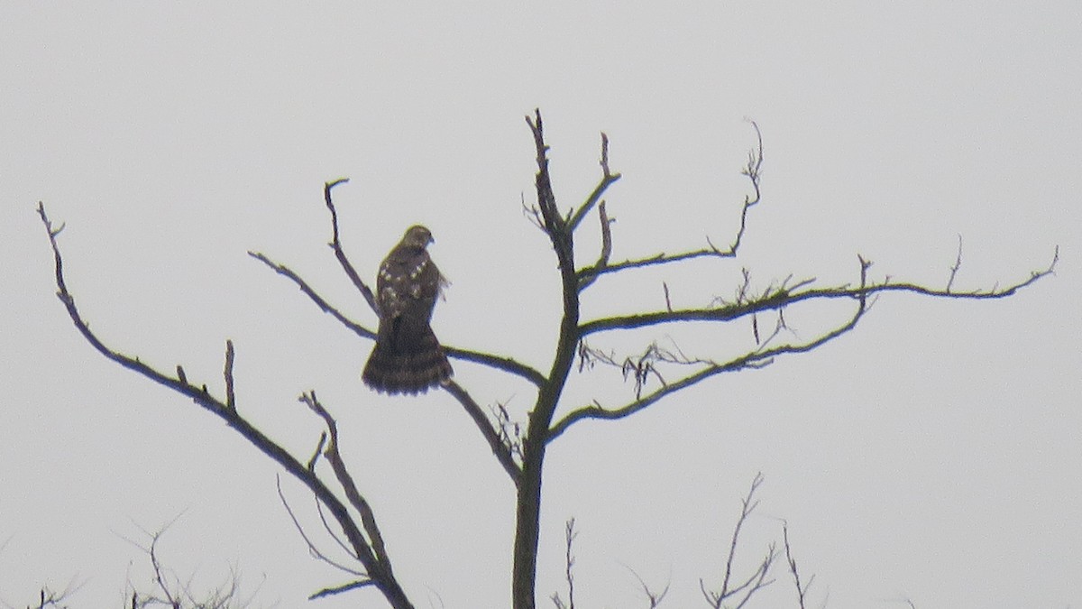 Eurasian Goshawk - ML647280663