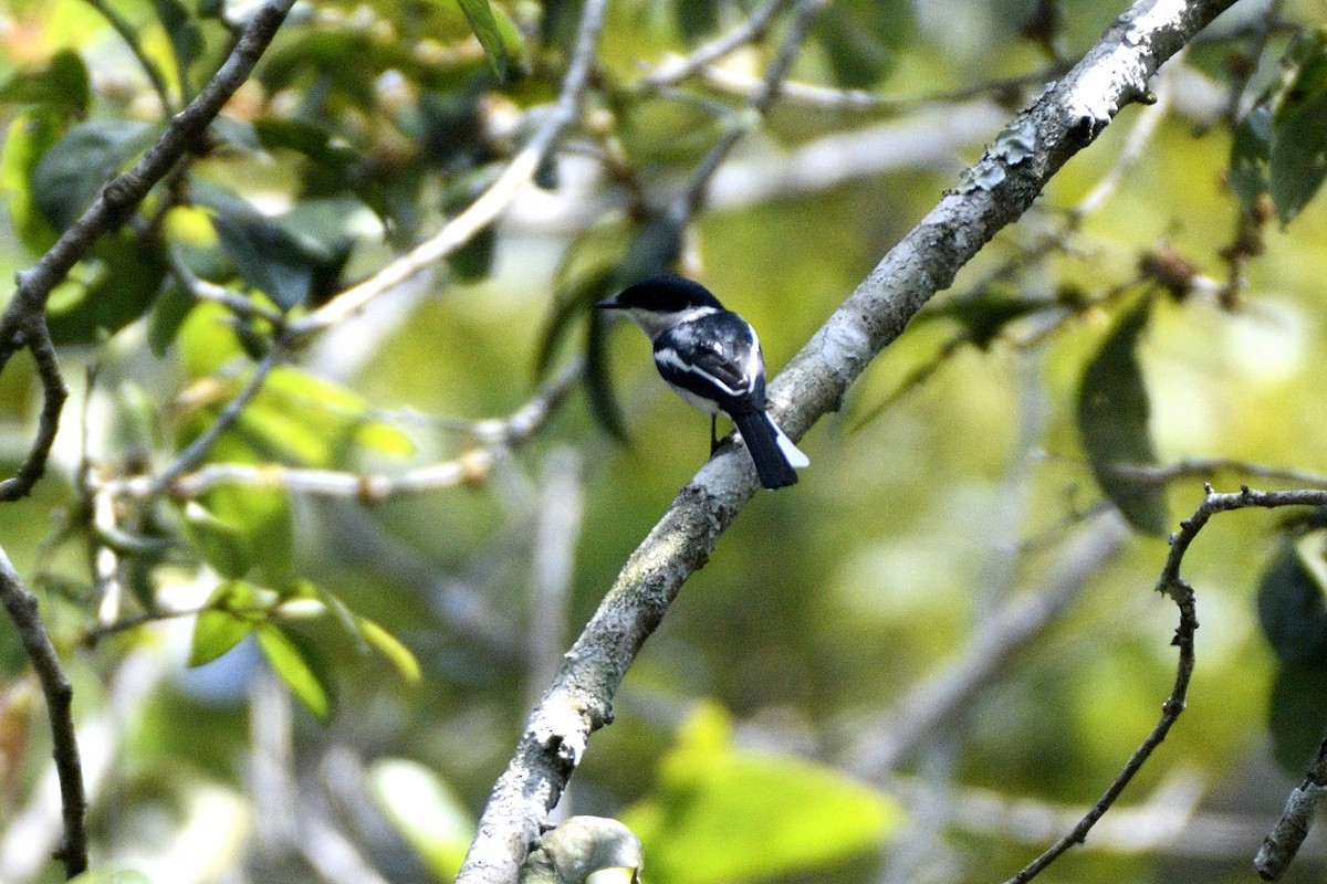 Bar-winged Flycatcher-shrike - ML647280664