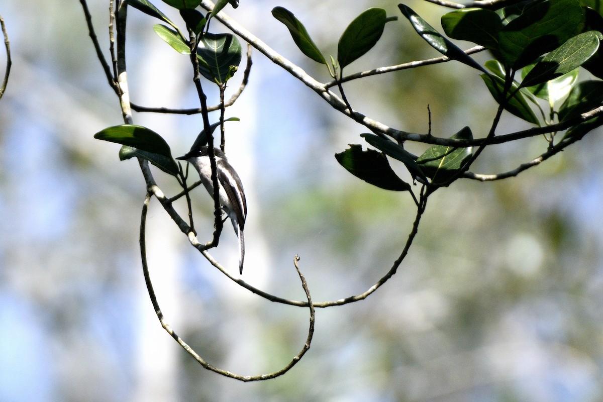 Bar-winged Flycatcher-shrike - ML647280665