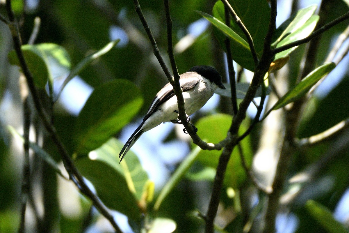 Bar-winged Flycatcher-shrike - ML647280666