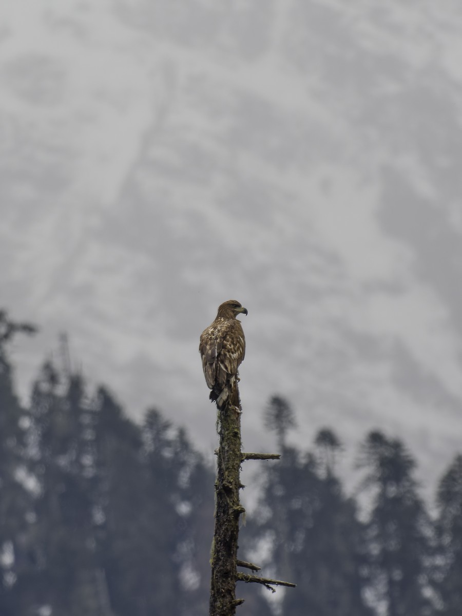 White-tailed Eagle - ML647280667