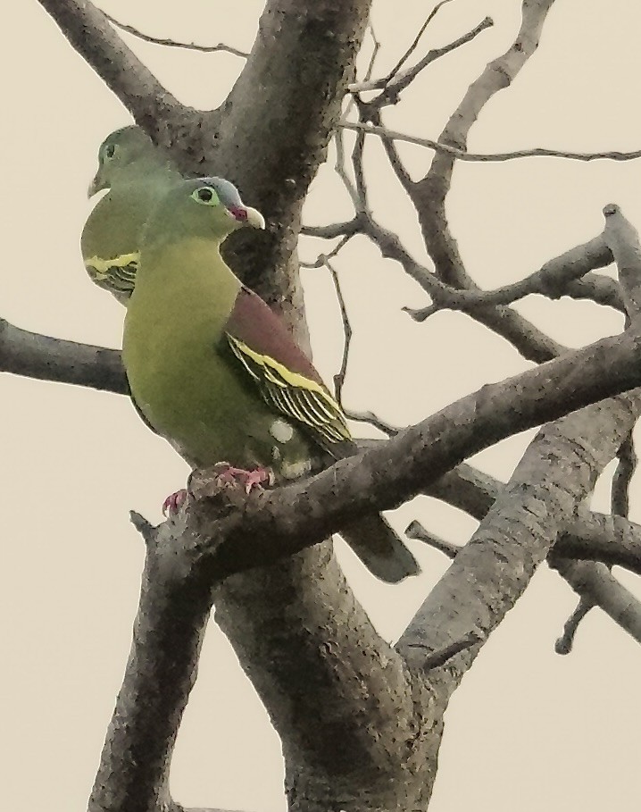 Thick-billed Green-Pigeon - ML647280668