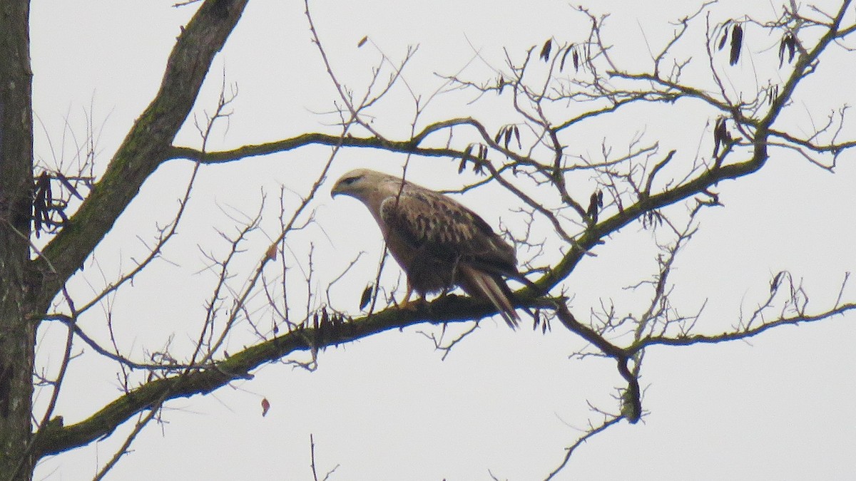 Long-legged Buzzard - ML647280669