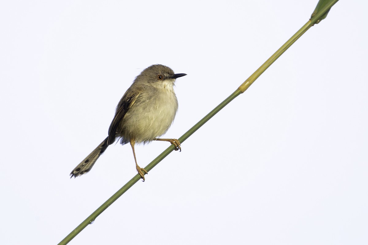Gray-breasted Prinia - ML647280670