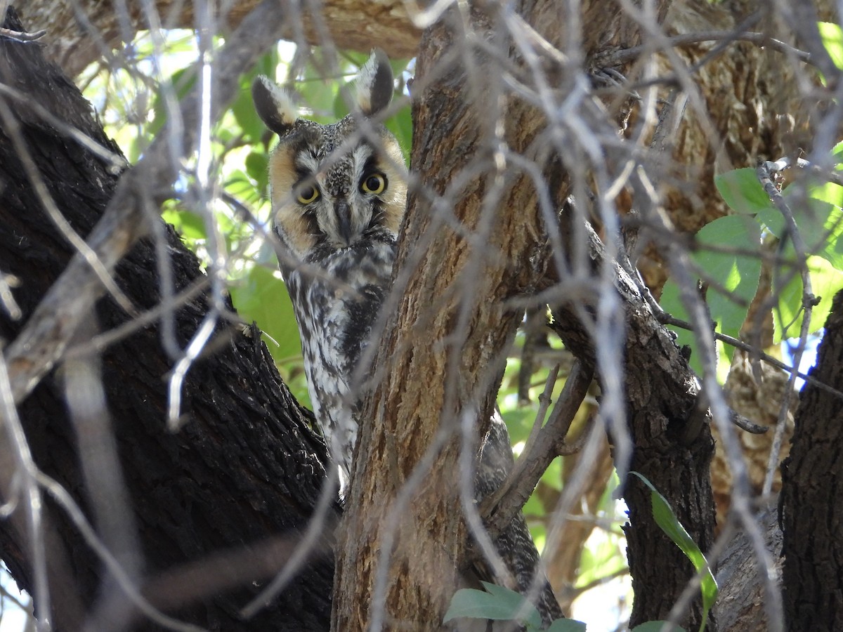 Long-eared Owl - ML647280671