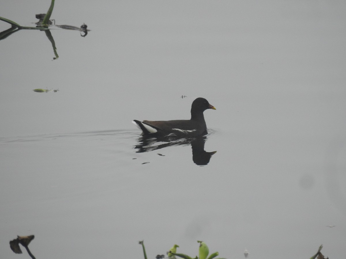 Eurasian Moorhen - ML647280672