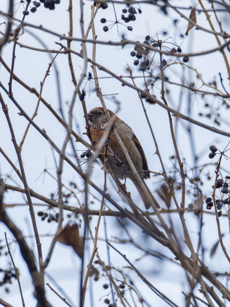 Three-banded Rosefinch - ML647280673