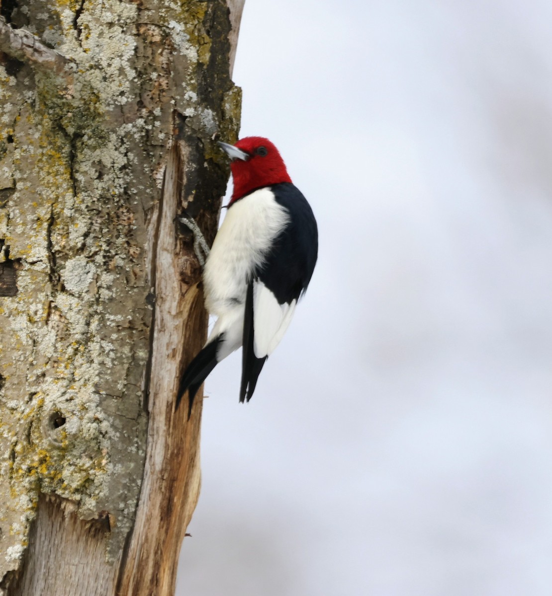 Red-headed Woodpecker - ML647280677