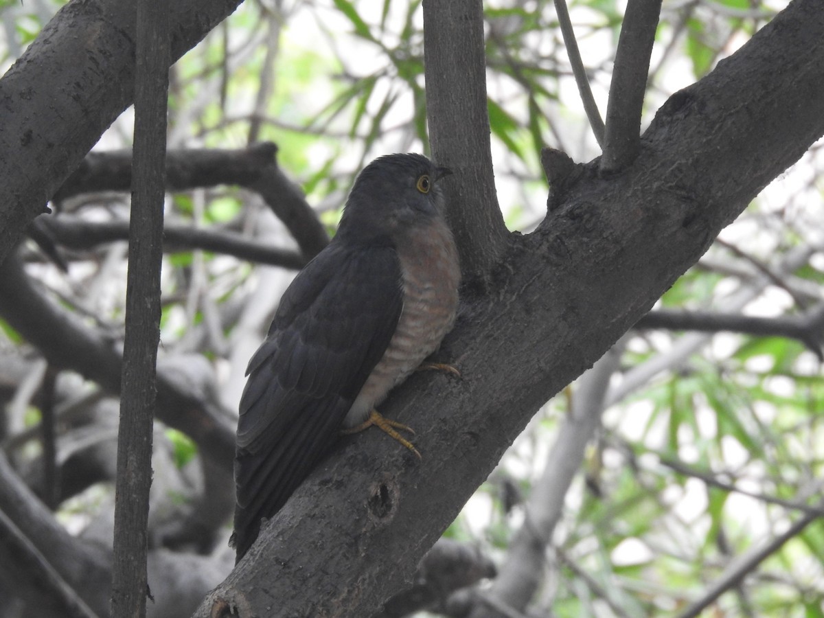Common Hawk-Cuckoo - ML647280679