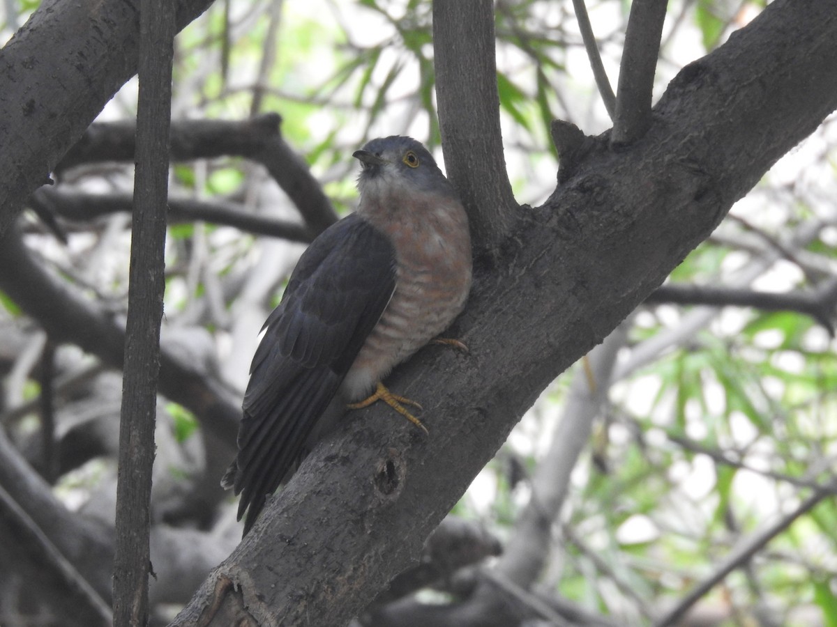 Common Hawk-Cuckoo - ML647280680