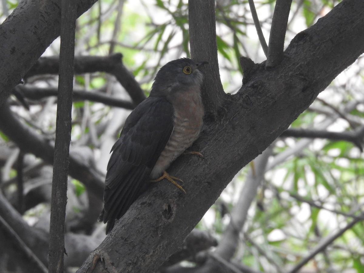 Common Hawk-Cuckoo - ML647280681