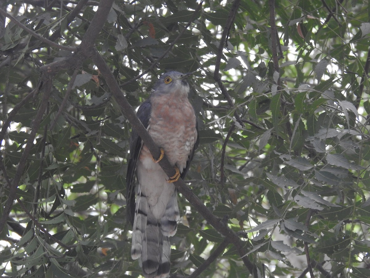 Common Hawk-Cuckoo - ML647280682
