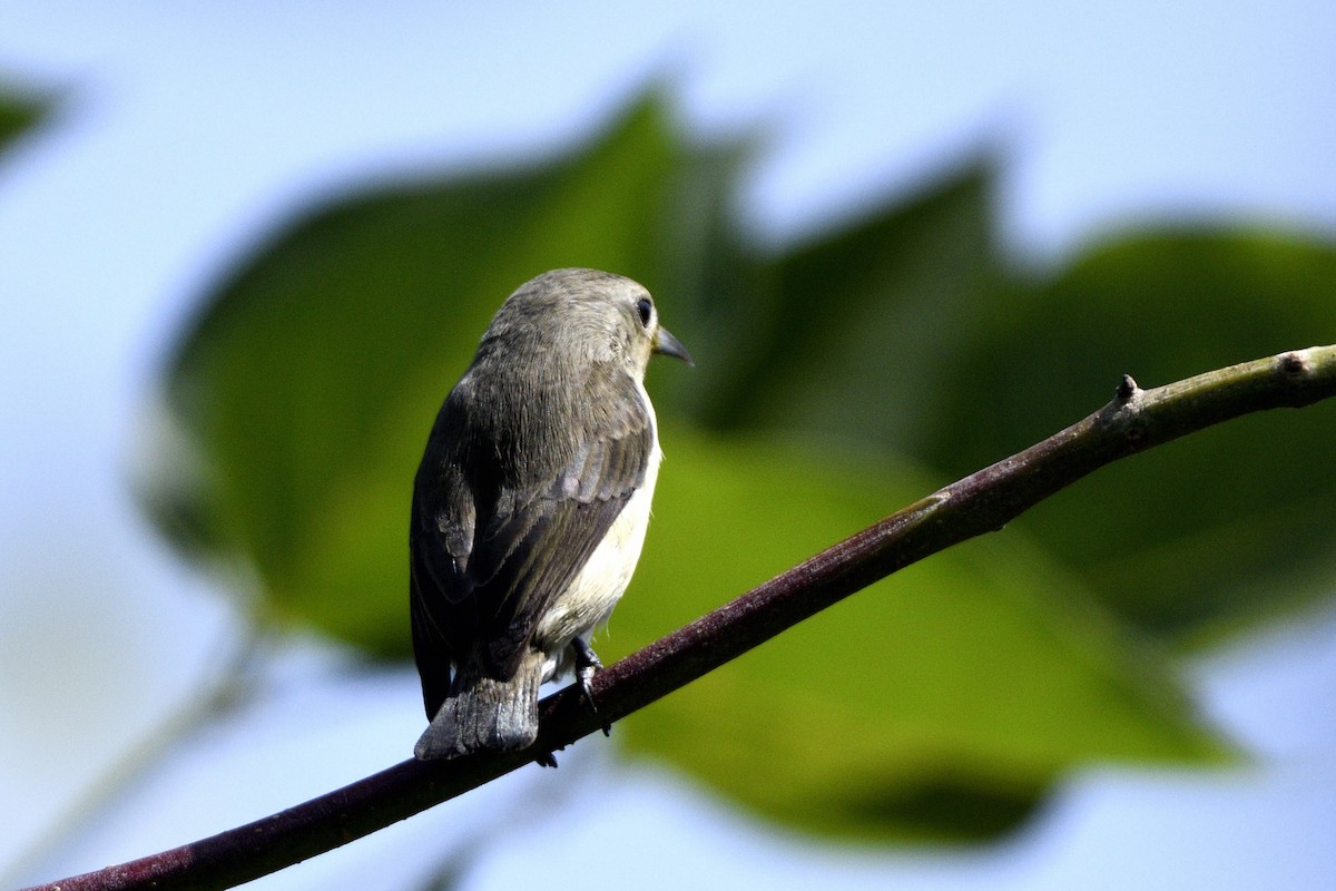 Nilgiri Flowerpecker - ML647280683