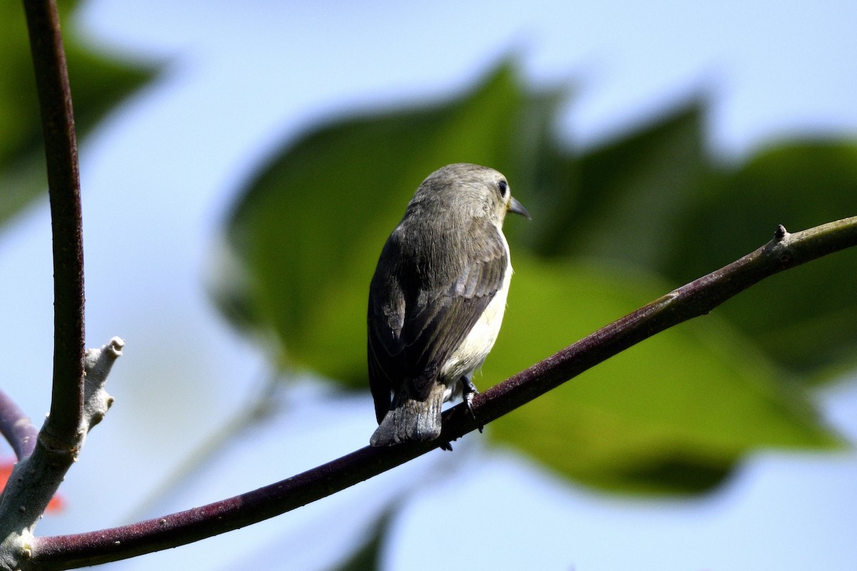 Nilgiri Flowerpecker - ML647280684