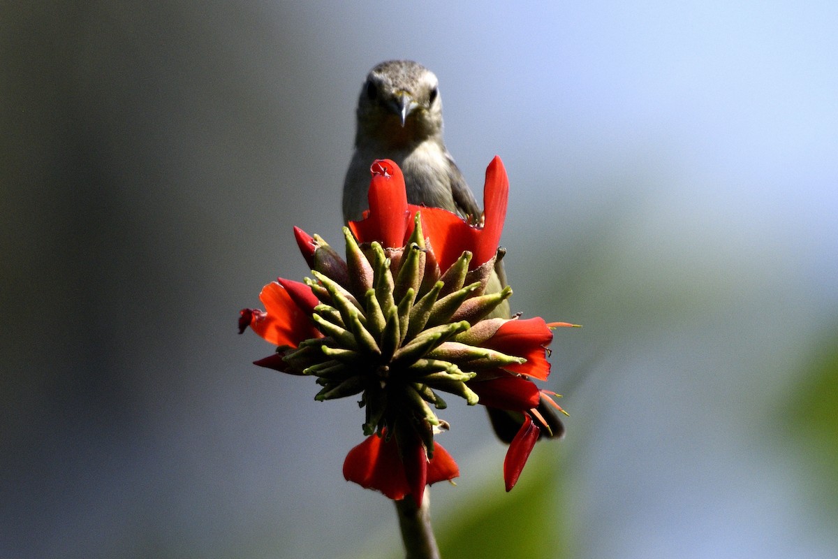 Nilgiri Flowerpecker - ML647280685