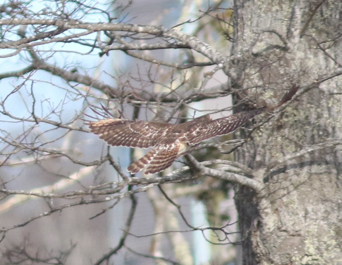 Kızıl Omuzlu Şahin - ML647280686