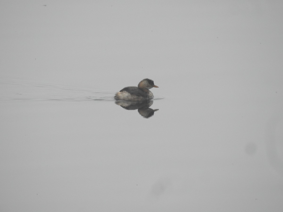 Little Grebe - ML647280687