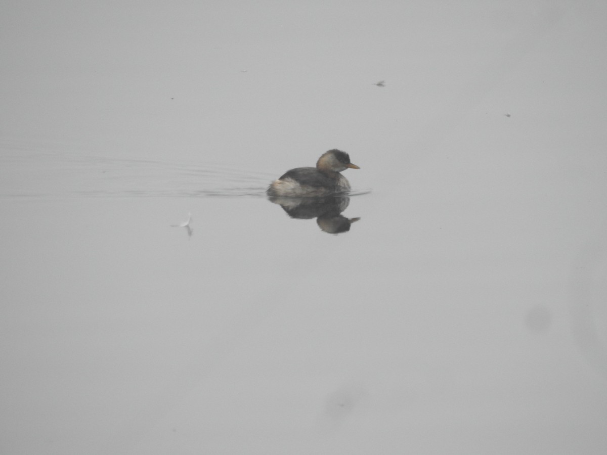 Little Grebe - ML647280688