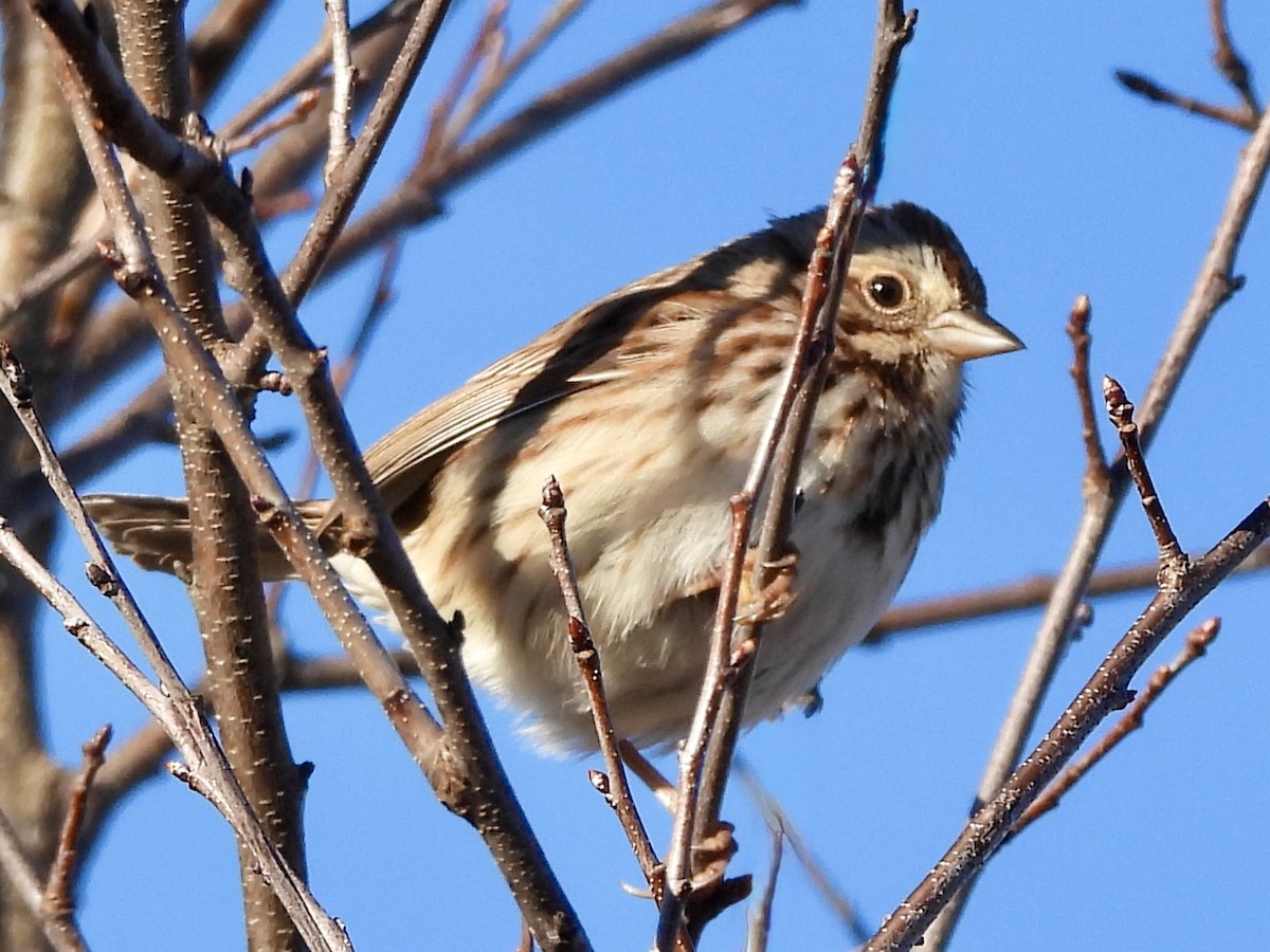 Song Sparrow - ML647280689