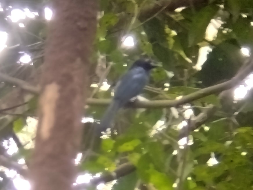 Greater Racket-tailed Drongo - ML647280690
