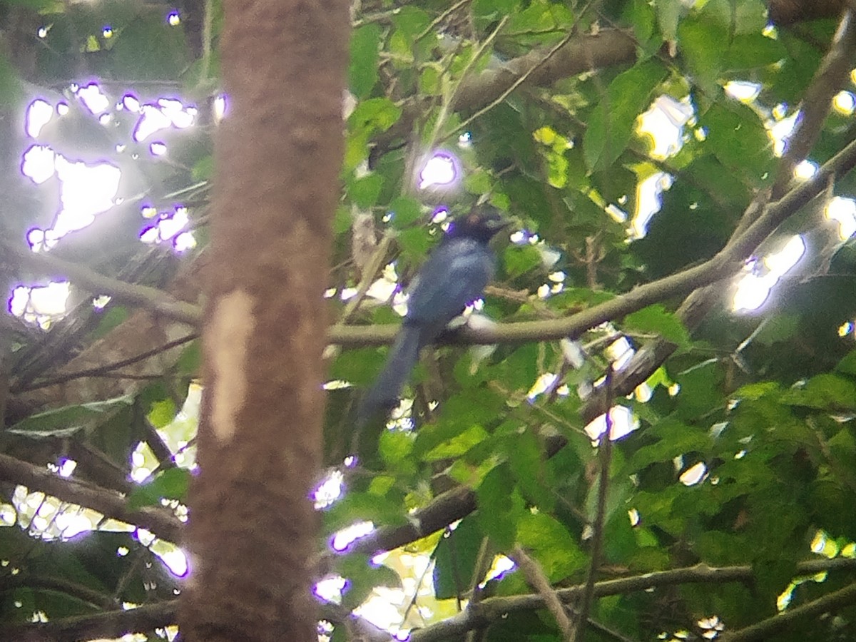 Greater Racket-tailed Drongo - ML647280691