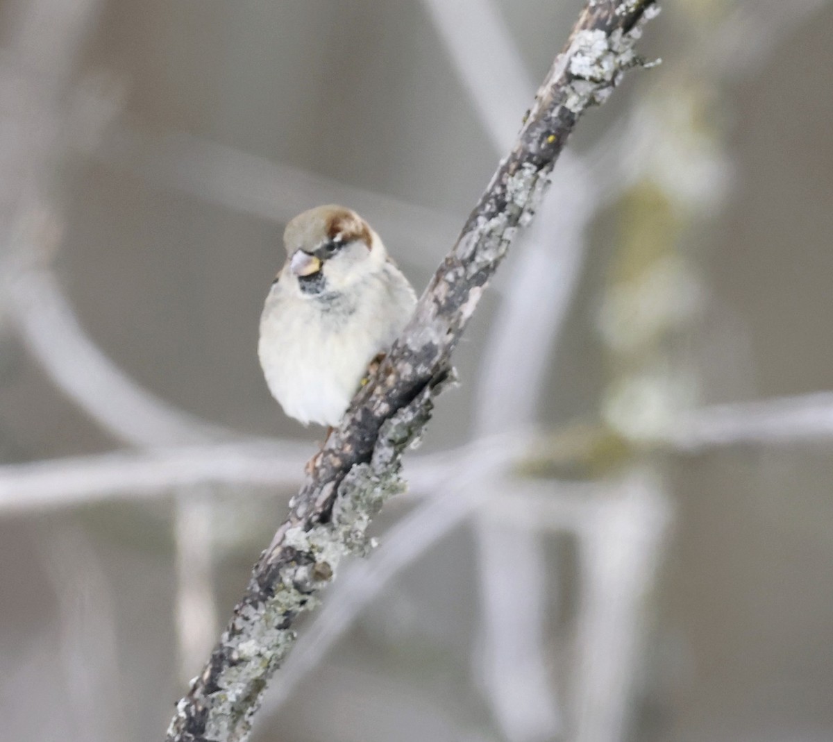 House Sparrow - ML647280695