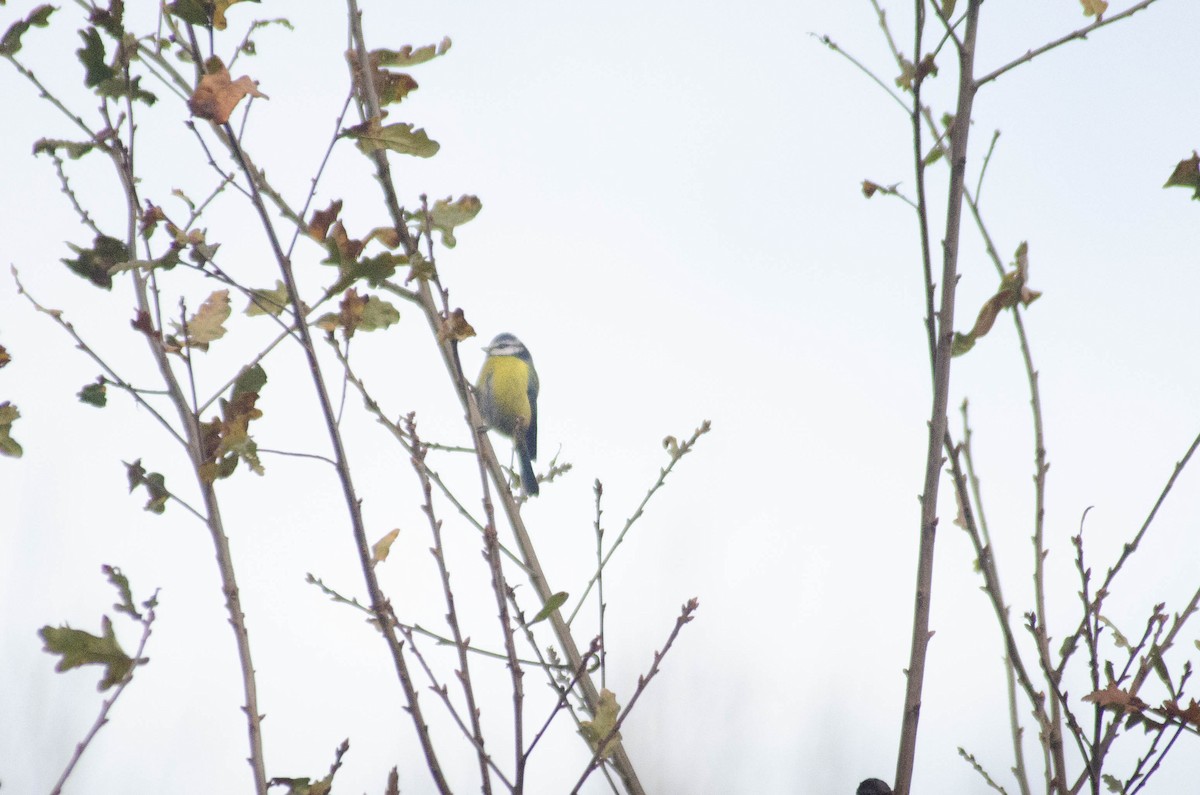 Herrerillo Común - ML647280698