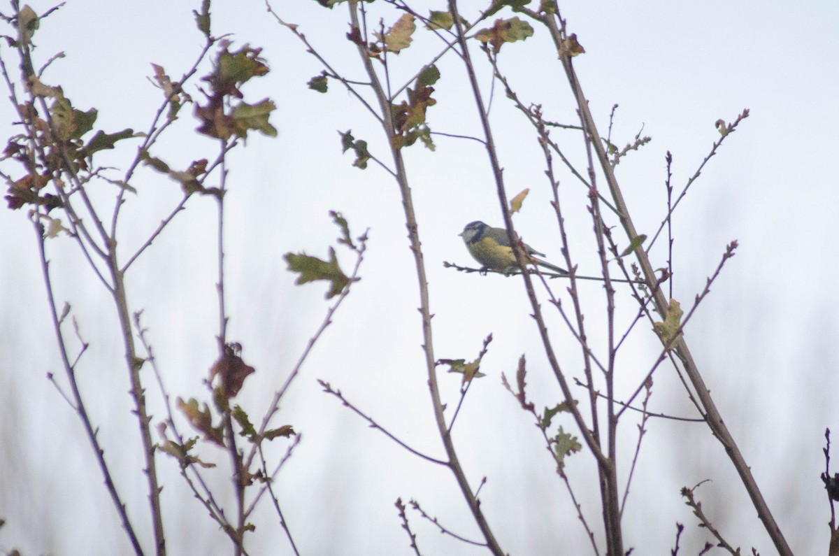 Herrerillo Común - ML647280699