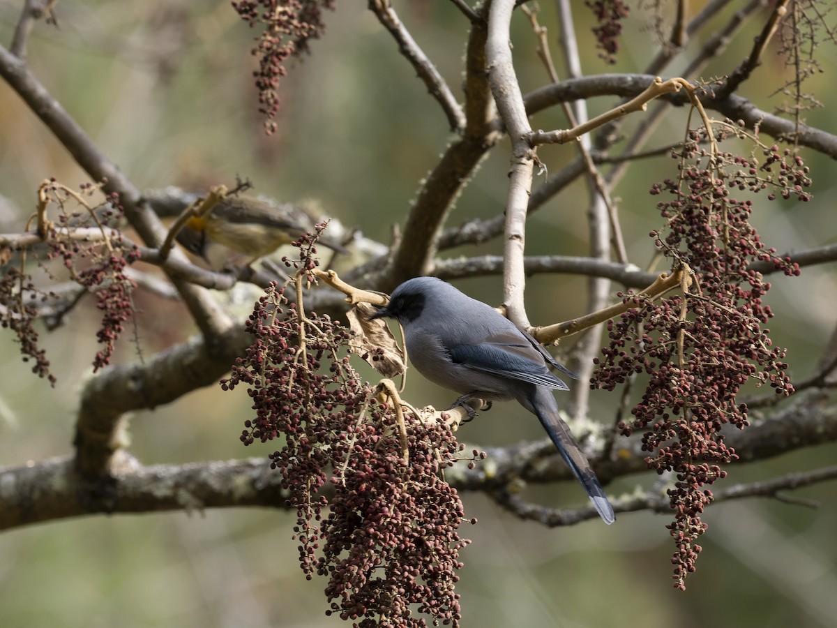 ミミグロチメドリ - ML647280700