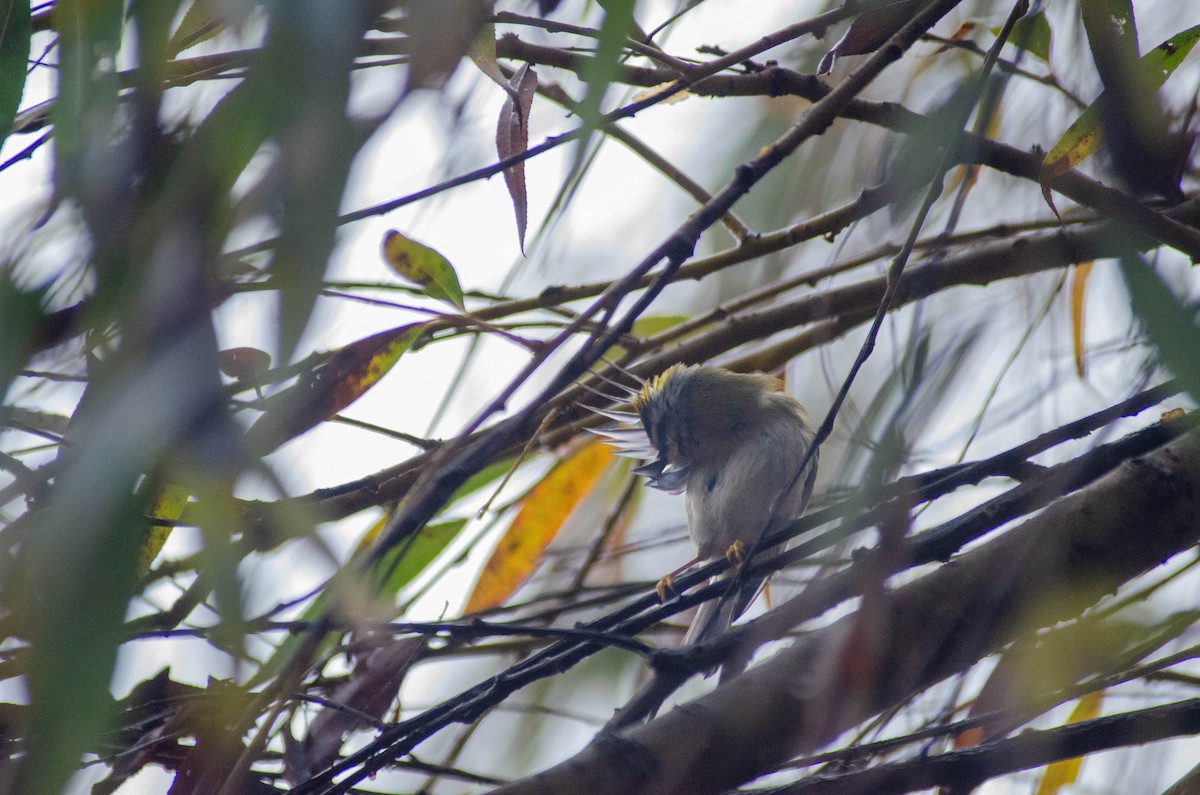 Common Firecrest - ML647280705