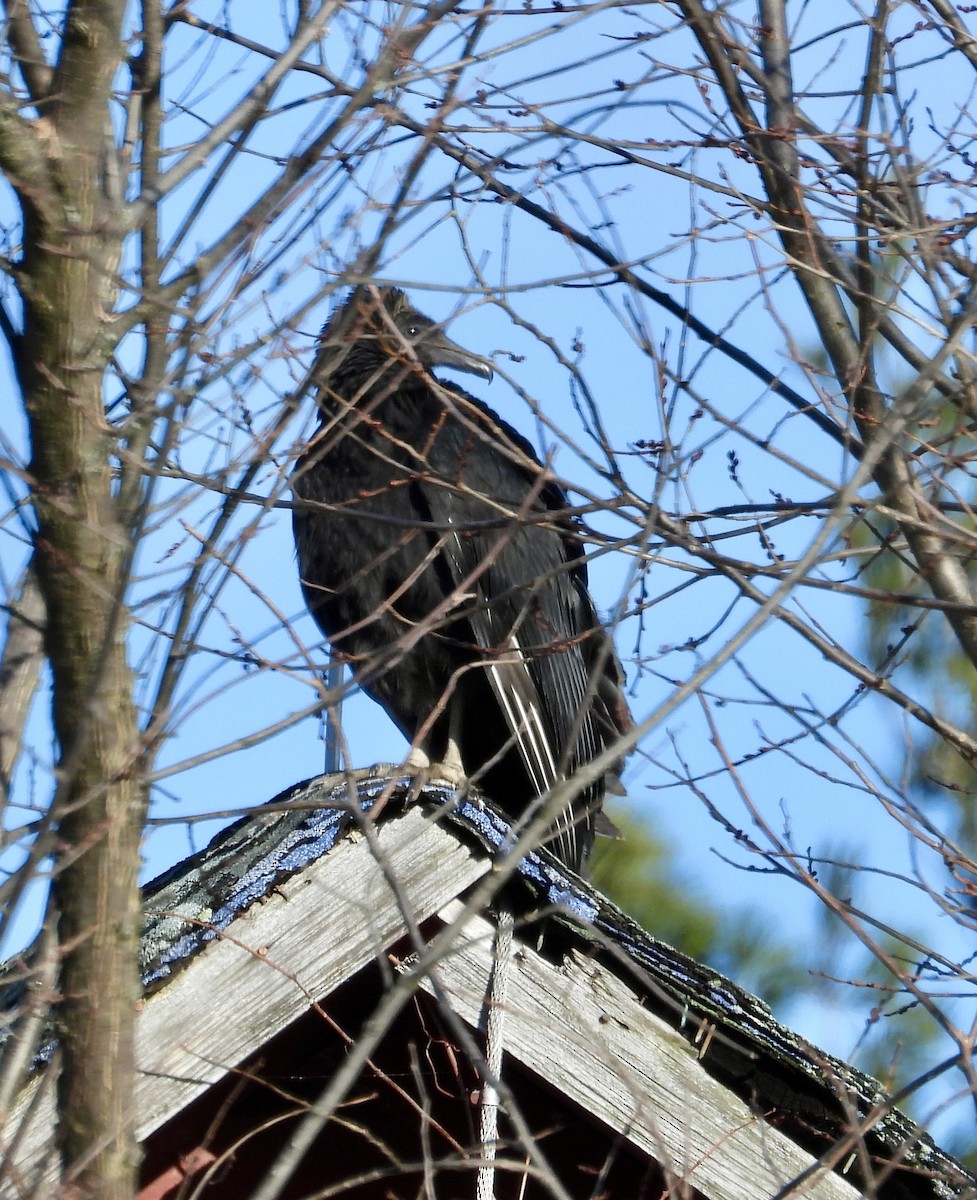 kondor havranovitý - ML647280706