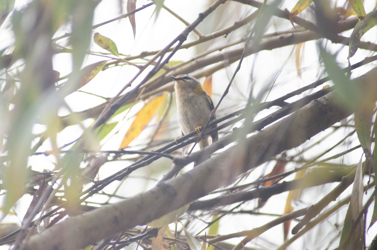 Common Firecrest - ML647280707