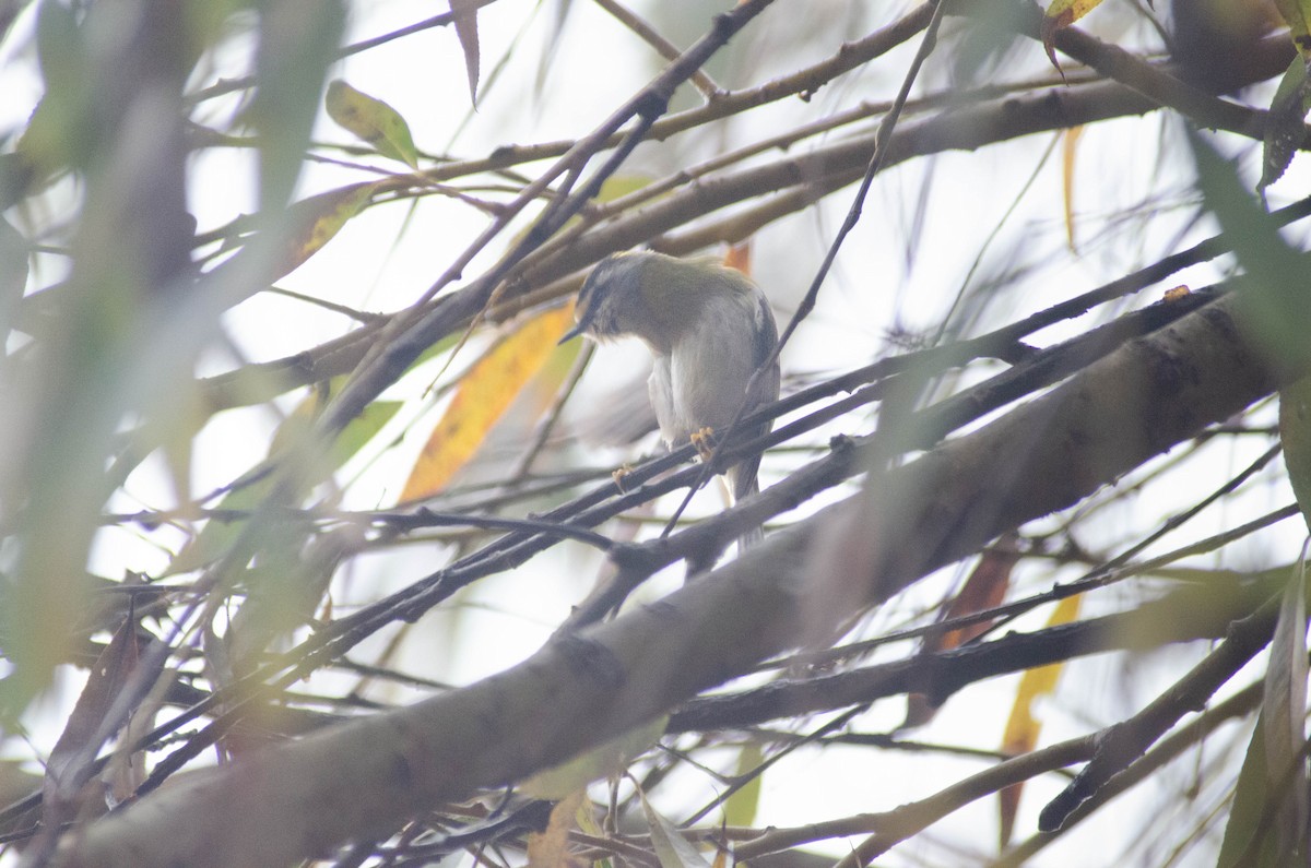 Common Firecrest - ML647280708