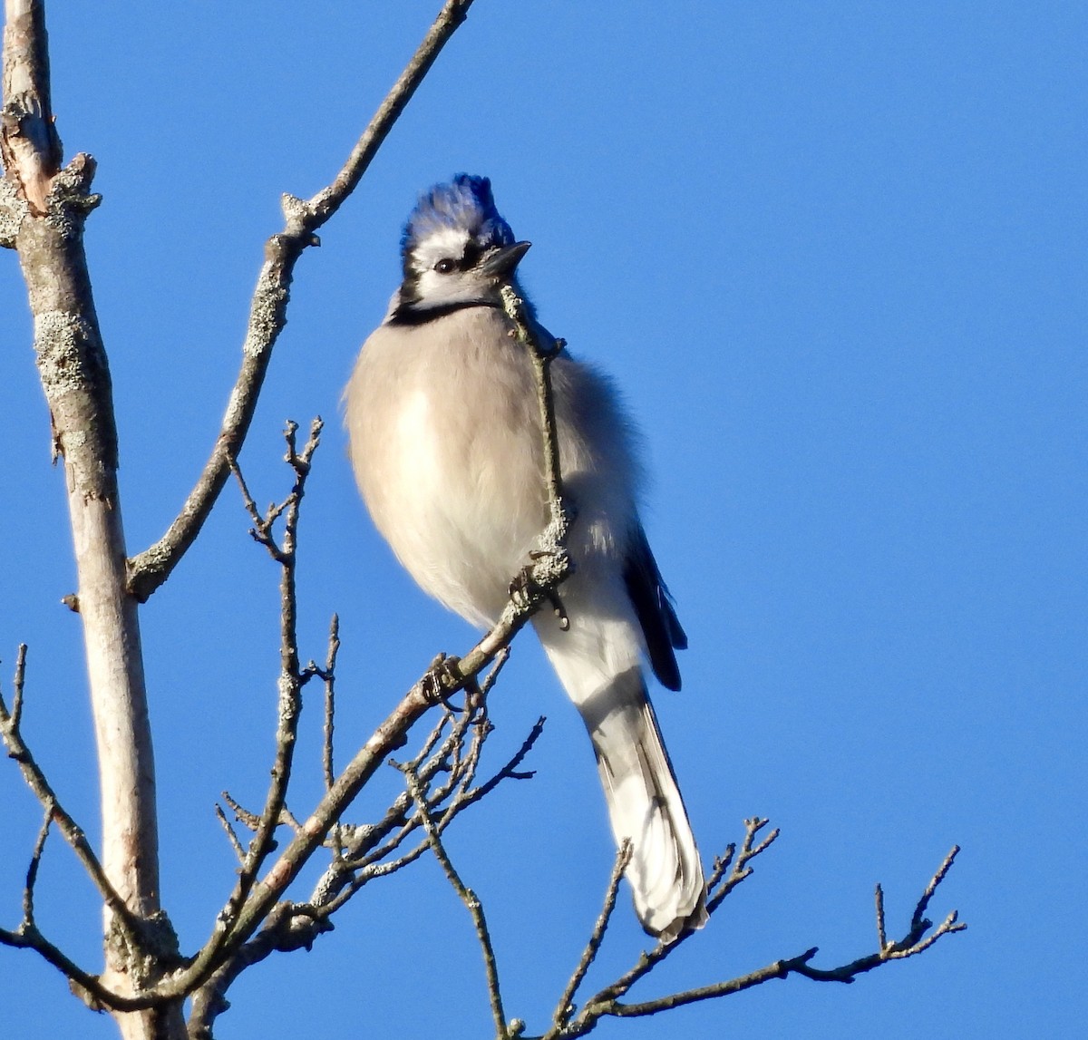 Blue Jay - ML647280721