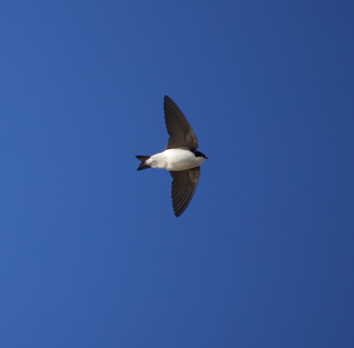 Tree Swallow - ML647280732