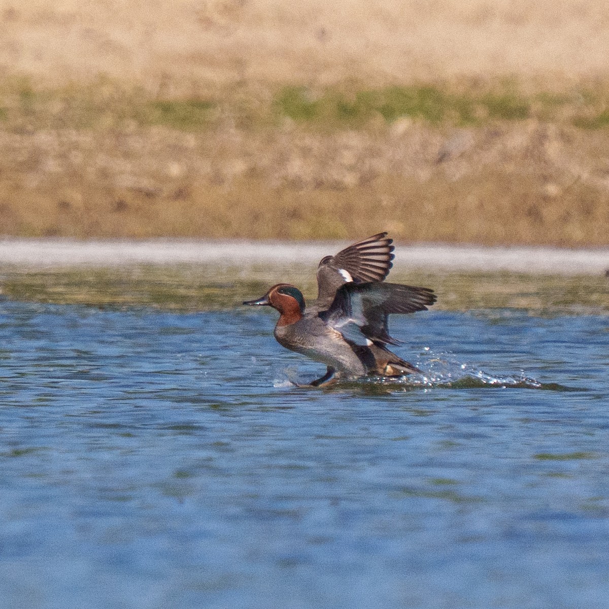 Ногоохон нугас - ML647280737