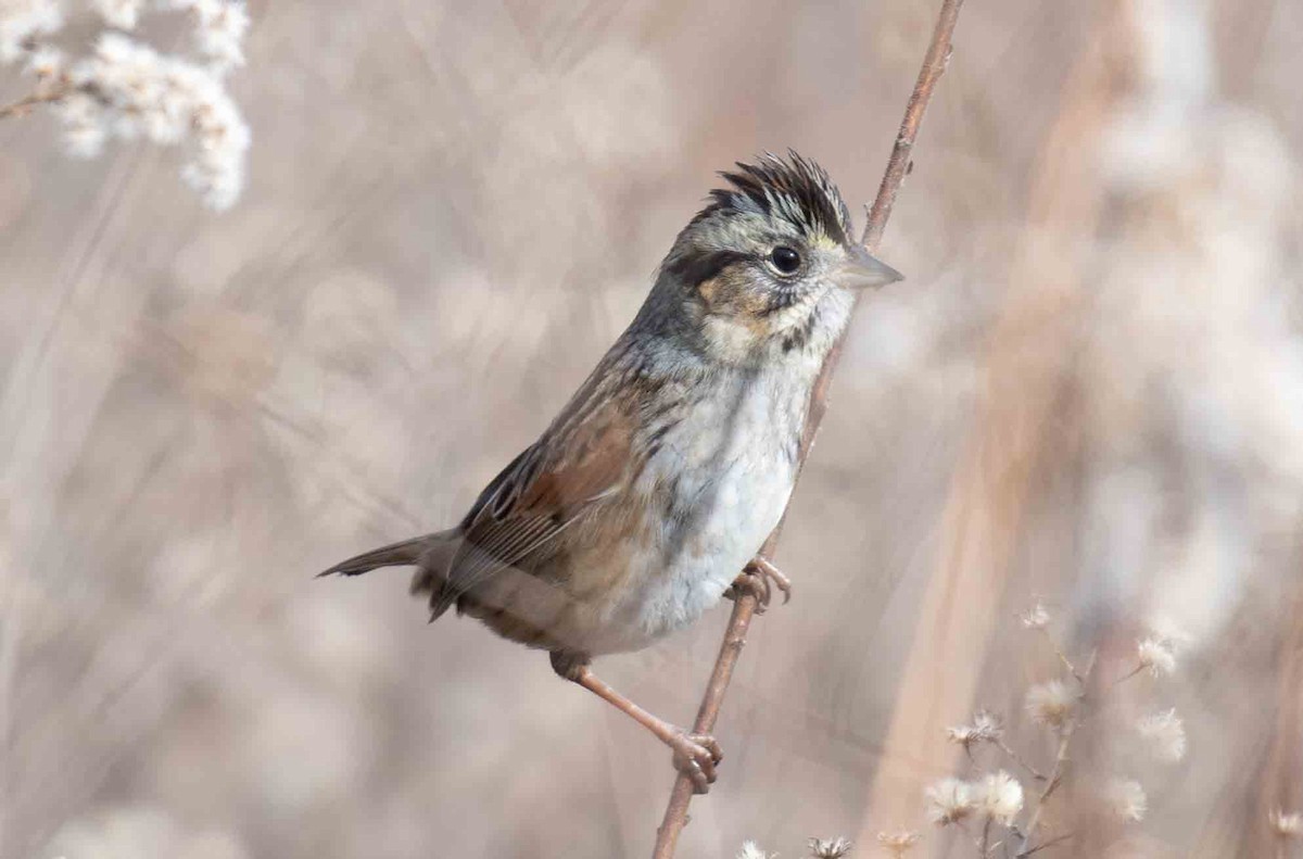Swamp Sparrow - ML647280769