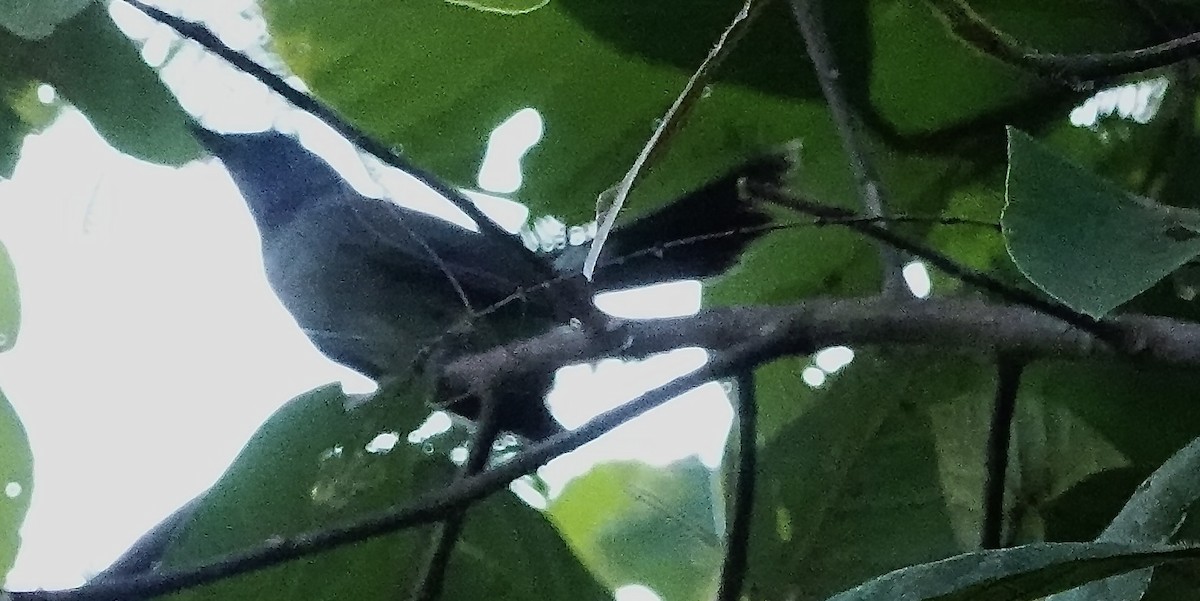 ノドジロオウギビタキ - ML647280770