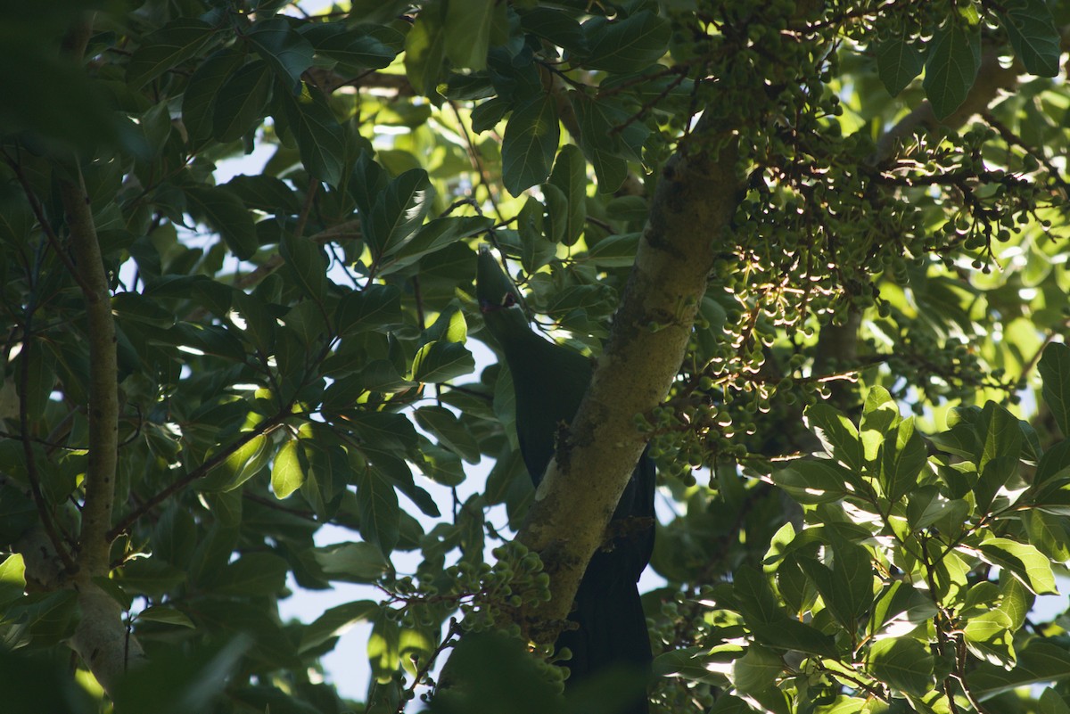 turako přílbový - ML647280776