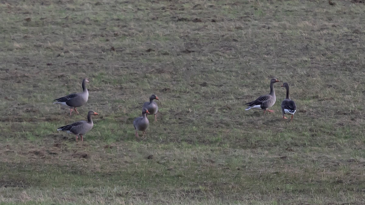 Graylag Goose (European) - ML647280777