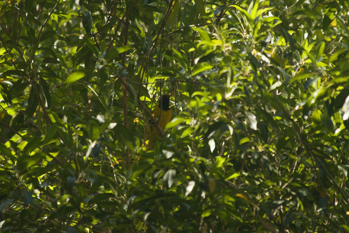 žluva škrabošková - ML647280783