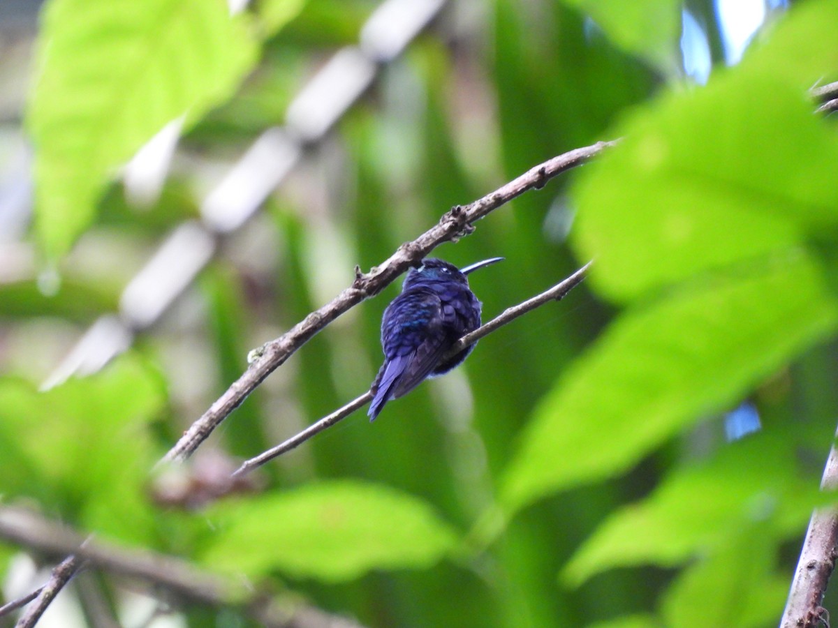 Violet Sabrewing - ML647280784