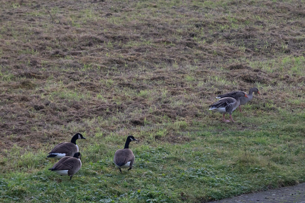 berneška velká - ML647280799