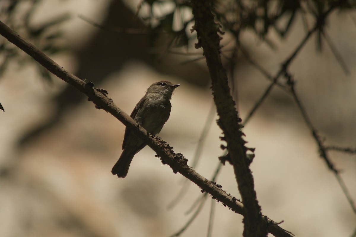 African Dusky Flycatcher - ML647280802