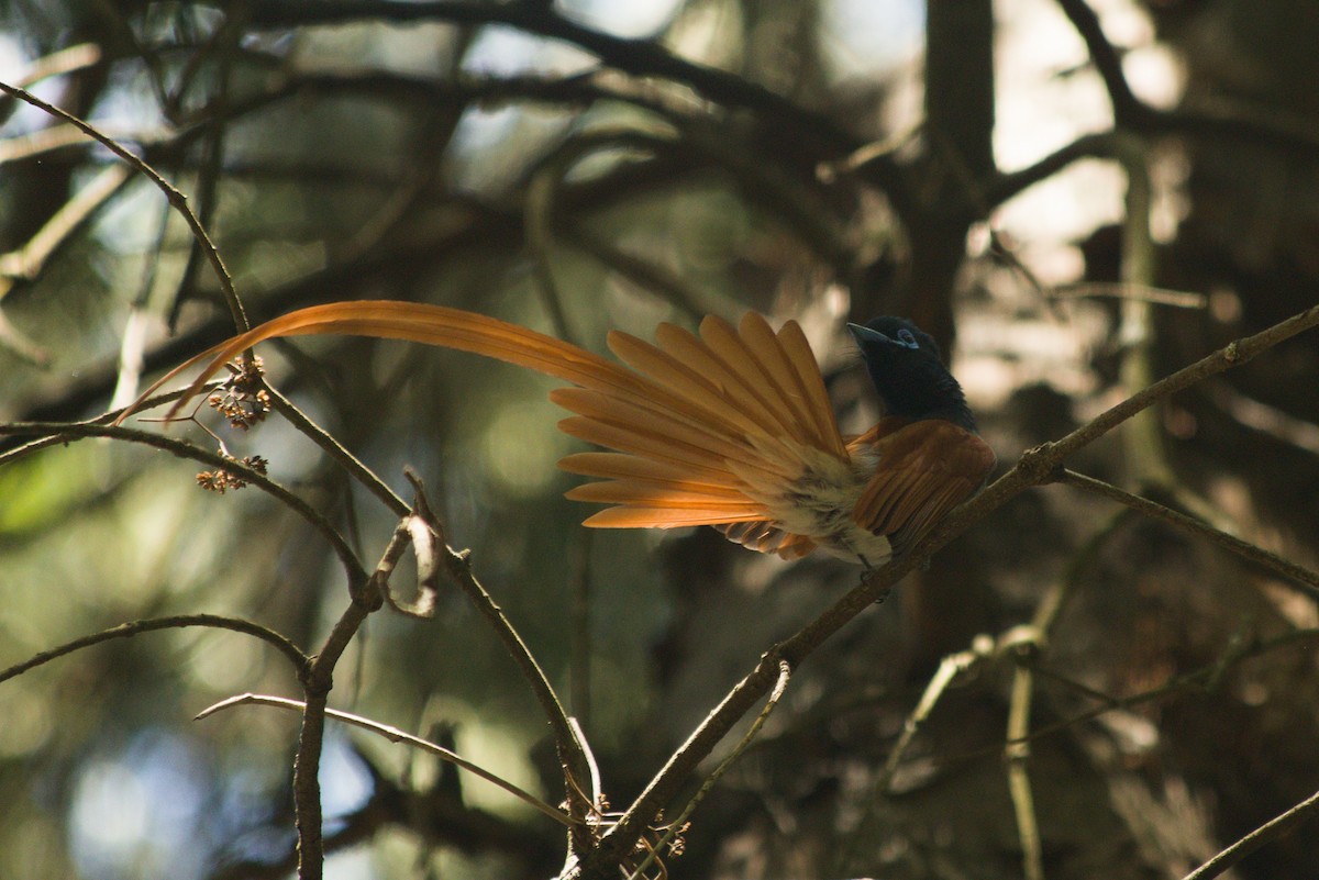 lejskovec africký - ML647280816