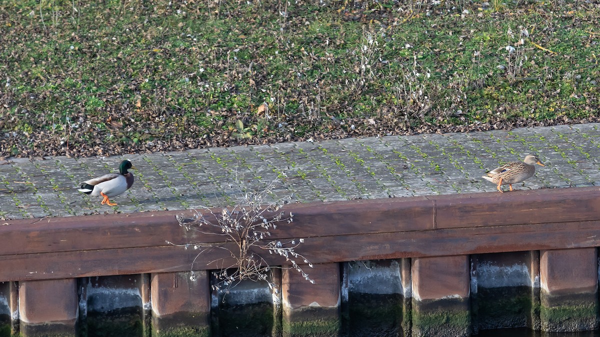 kachna divoká - ML647280823