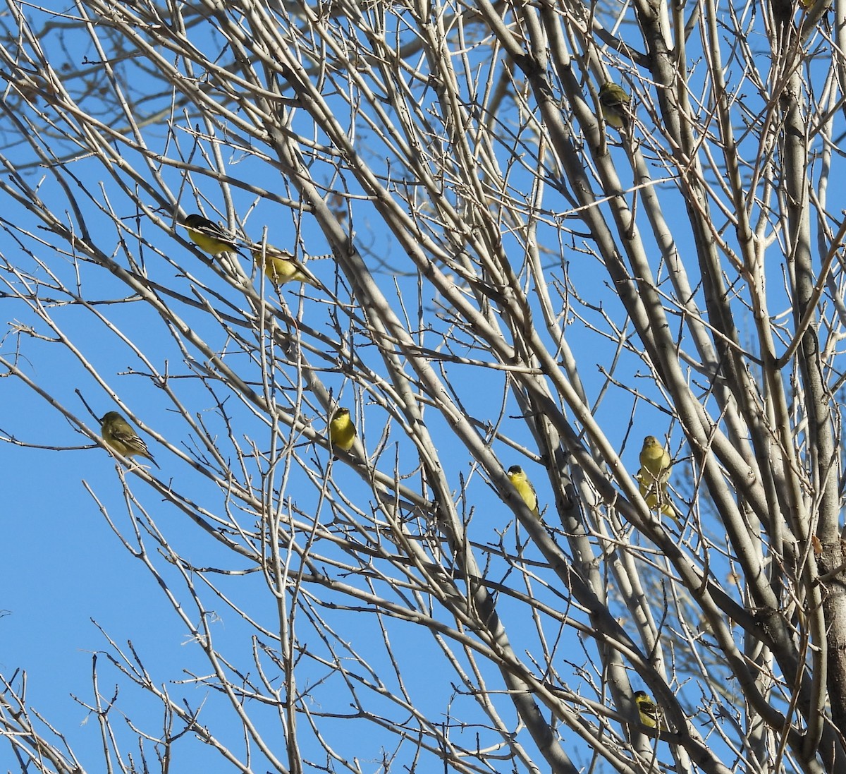 småstillits - ML647280824