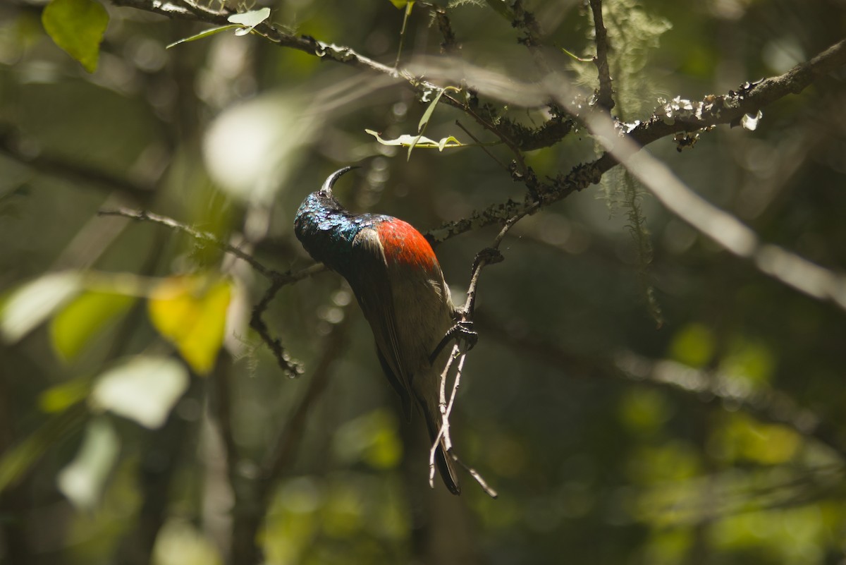 bredbeltesolfugl - ML647280825