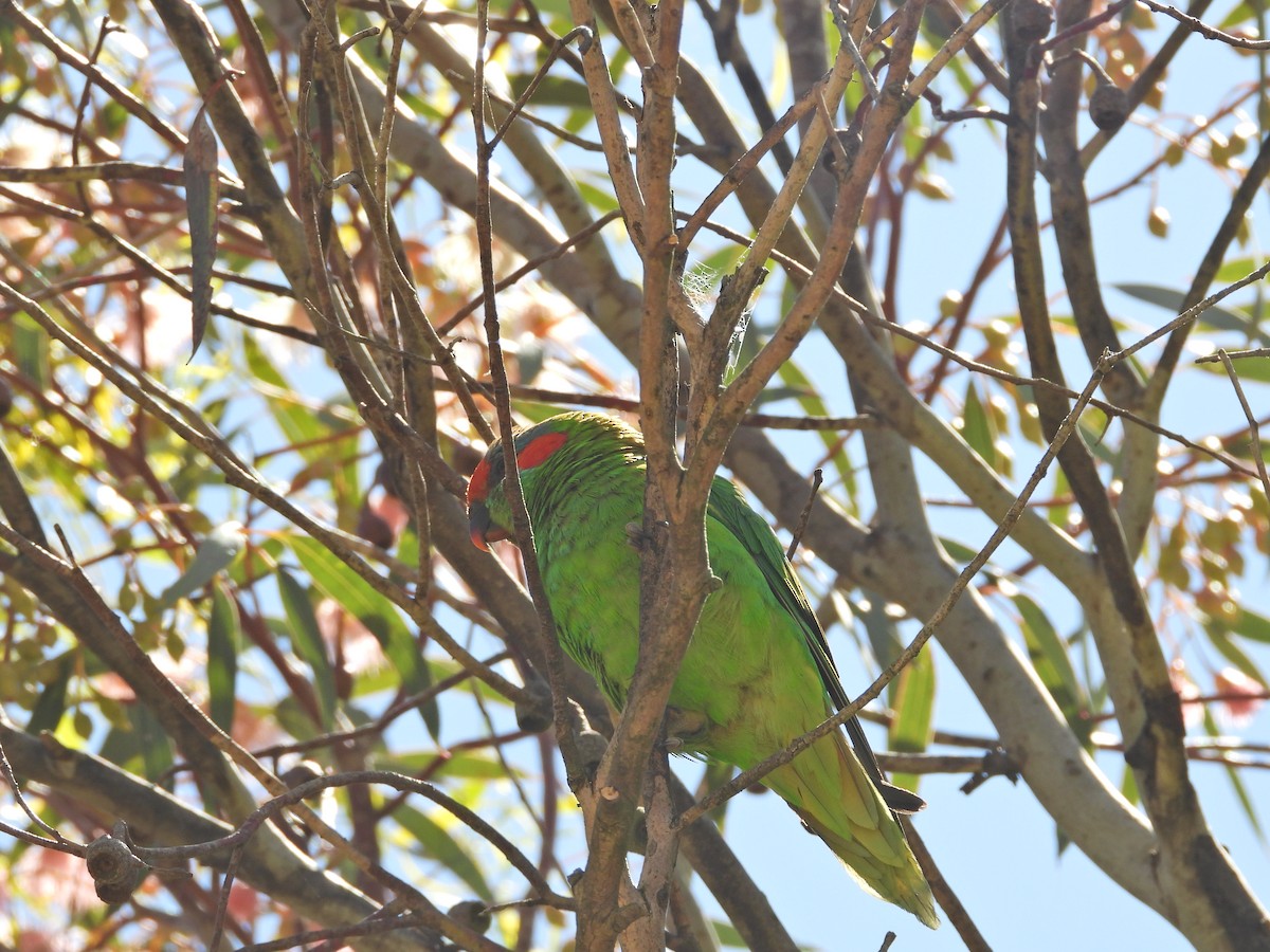 moskuslori - ML647280826